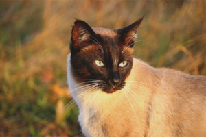  Gato siamés