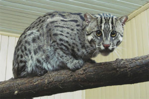  Kucing Civet