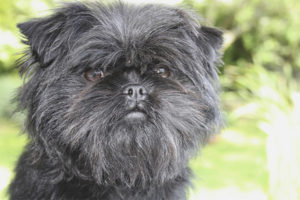  Affenpinscher