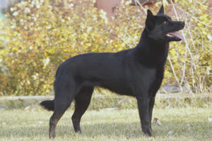  Kelpie Australia