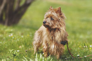  Terrier Australia