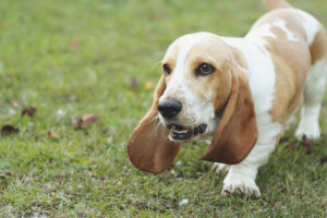  Basset hound