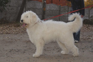  Anjing Gembala Rusia Selatan