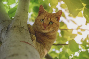  Bagaimana untuk mengeluarkan kucing dari pokok