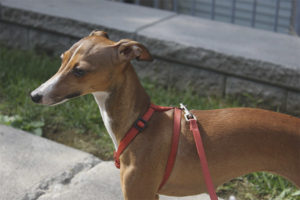  Greyhound Itali