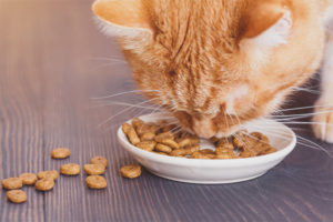  Bolehkah kucing memberi makanan anjing?