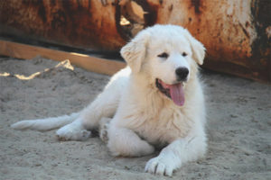  Anjing gunung Pyrenean