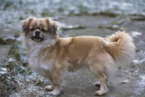  Spaniel Tibet