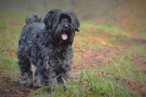  Terrier Tibet