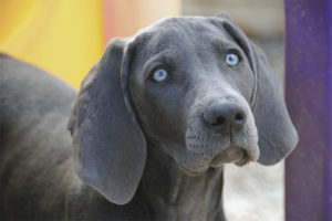  Weimaraner