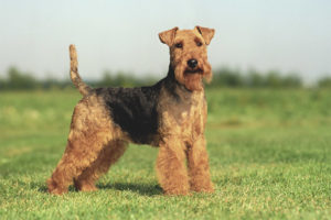  Welch Terrier