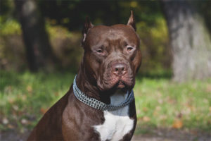  American Pit Bull Terrier