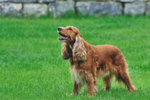  Cocker spaniel inglés