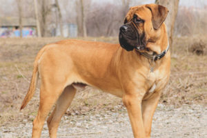  Bullmastiff