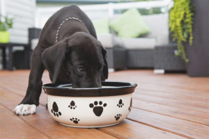  Qué alimentar al perro después del parto.