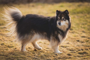  Lapphund Finland