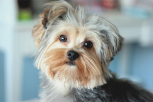  Yorkshire terrier