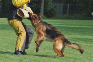  Cómo enseñar al equipo de perros FAS.