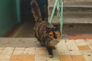  Bagaimana untuk melepaskan kucing di dalam tangga