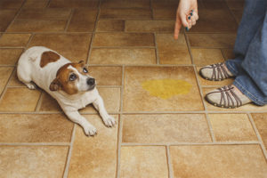  Cómo destetar al perro para escribir en casa.