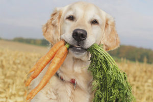  ¿Qué verduras y hierbas puede un perro?