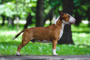  Bull Terrier en miniatura