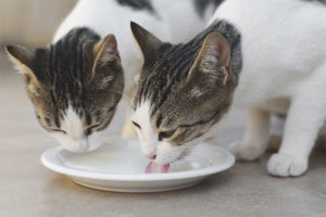  Bolehkah kucing memberi susu?