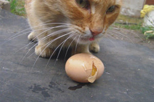  Bolehkah kucing memberikan telur mentah?