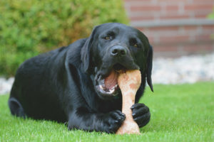  ¿Pueden los perros dar huesos?