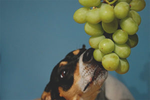  Los perros pueden dar uvas