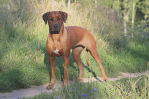  Ridgeback de Rodesia