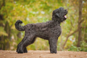  Terrier ruso negro