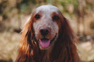  Perro de caza ruso