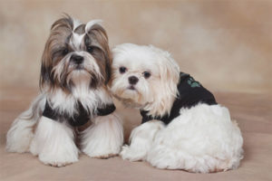  Shih Tzu