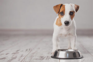  ¿Cuántas veces al día necesitas alimentar a un cachorro?