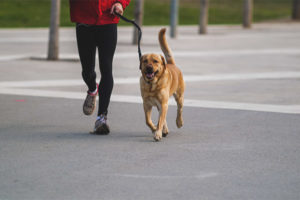  ¿Cuántas veces al día pasear a un perro?