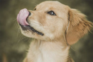  El perro está constantemente lamido.