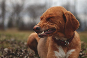  El perro está charlando con sus dientes.