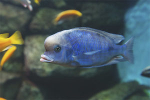  Peces de acuario del delfín azul