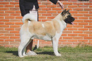  Akita estadounidense