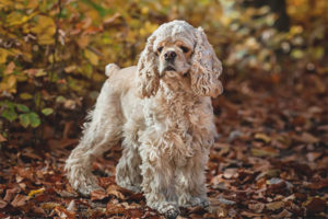  Cocker spaniel americano