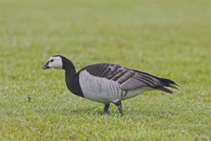  Barnacle Goose