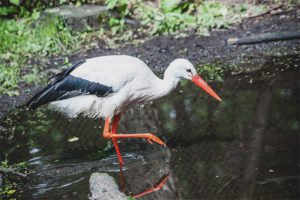  Bangau putih