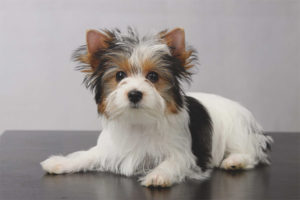  Biver-Yorkshire Terrier