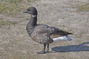  Brant hitam