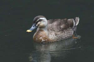  Mallard hitam