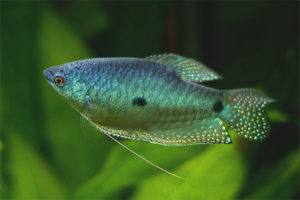  Gourami azul