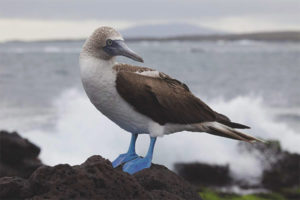  Booby berkaki biru