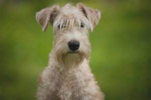  Terrier de trigo suave irlandés recubierto