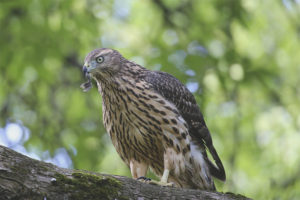  Burung hantu sparrow